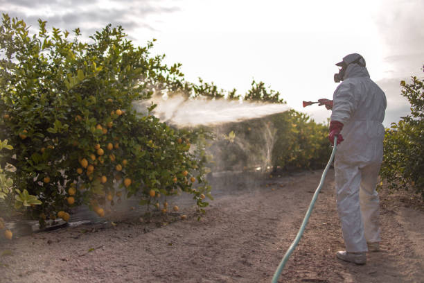 Best Affordable Pest Control Services  in San Andreas, CA