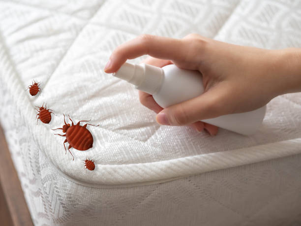 Reliable San Andreas, CA Pest Control Solutions