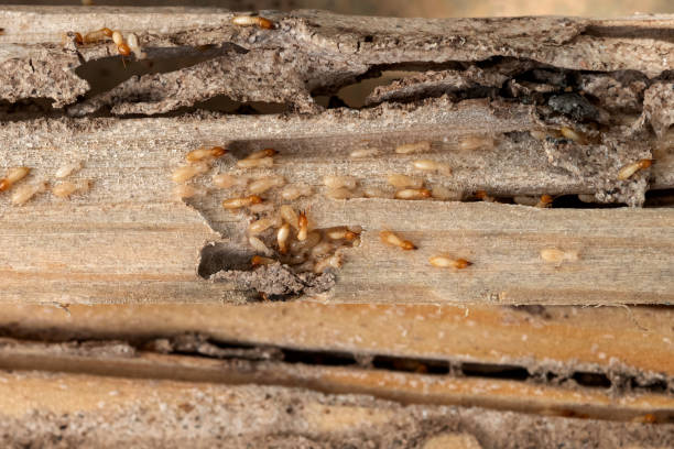Best Termite Control Services  in San Andreas, CA