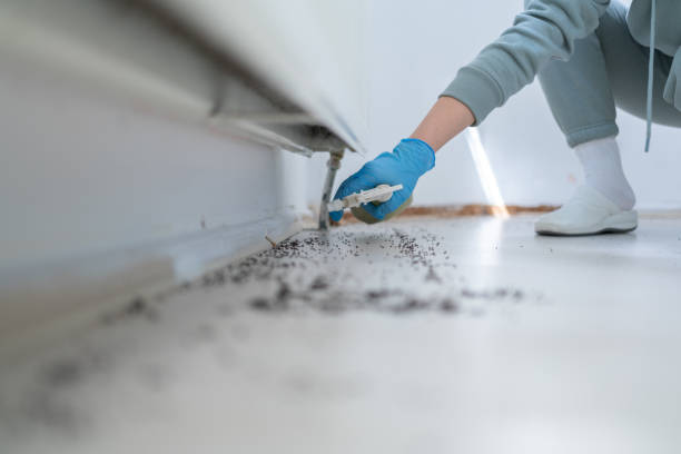 Best Rat Extermination Near Me  in San Andreas, CA